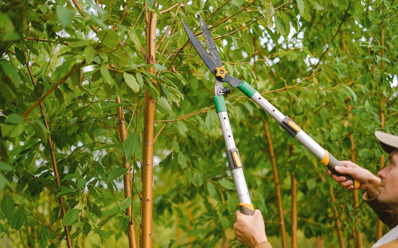 Tree trimming in Midland, OR